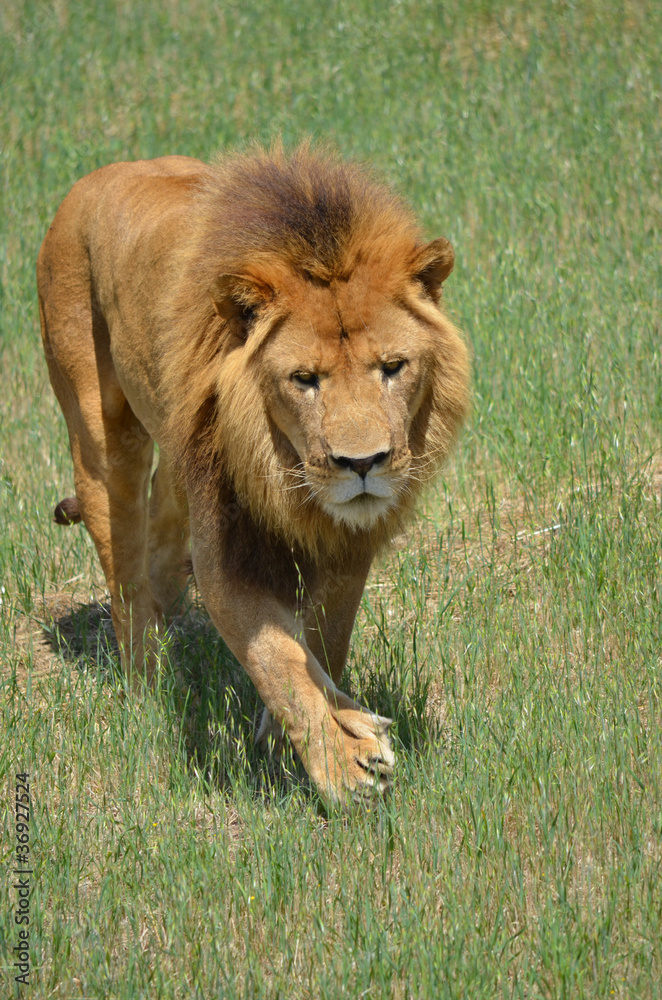lion on the move lion on the move