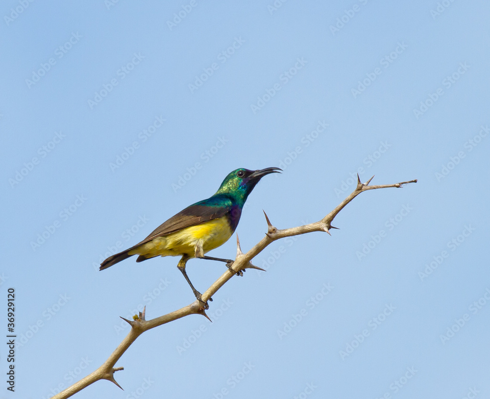 Variable Sunbird