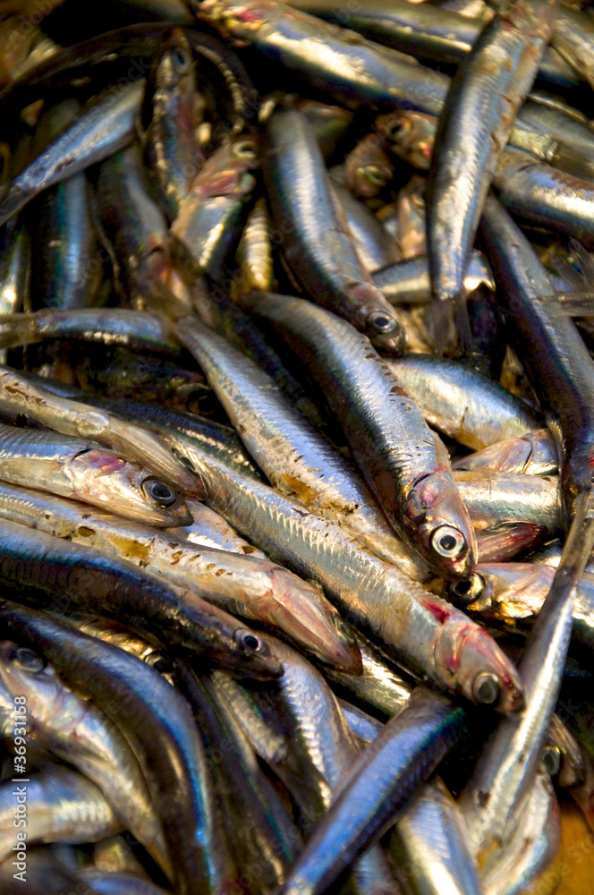 Fische Fische