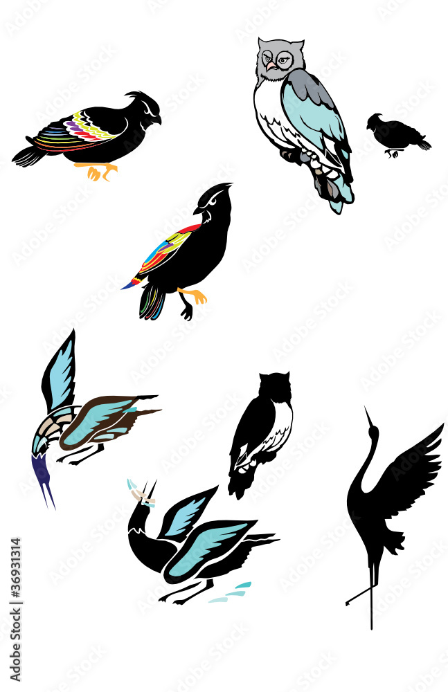 Fototapeta premium Different types of birds