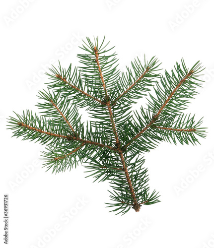 Fir branch