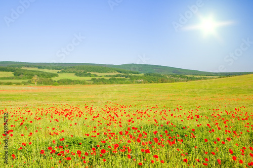 Field of poppies in mountains