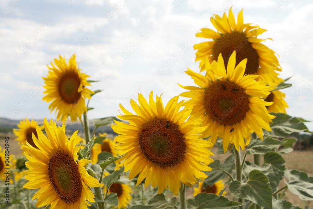 Los girasoles