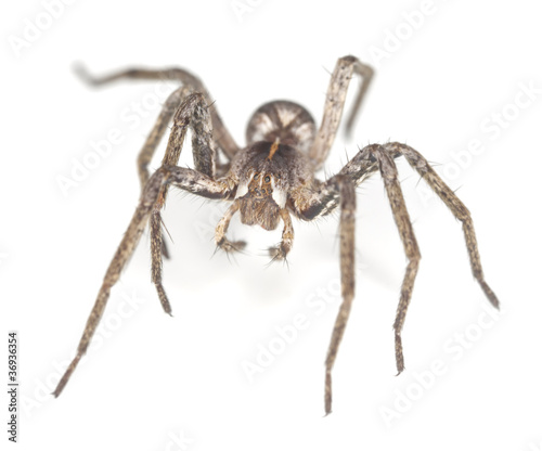 Wolf spider isolated on white background, macro photo