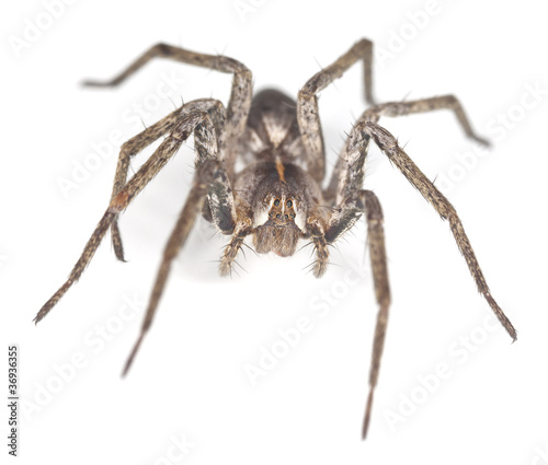 Wolf spider isolated on white background, macro photo