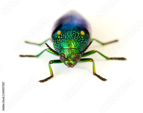 jewel beetle © panpote