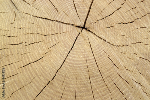 wood cut with annual rings