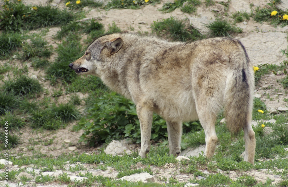 Gray Wolf standing in natural ambiance Gray Wolf standing in natural ambiance
