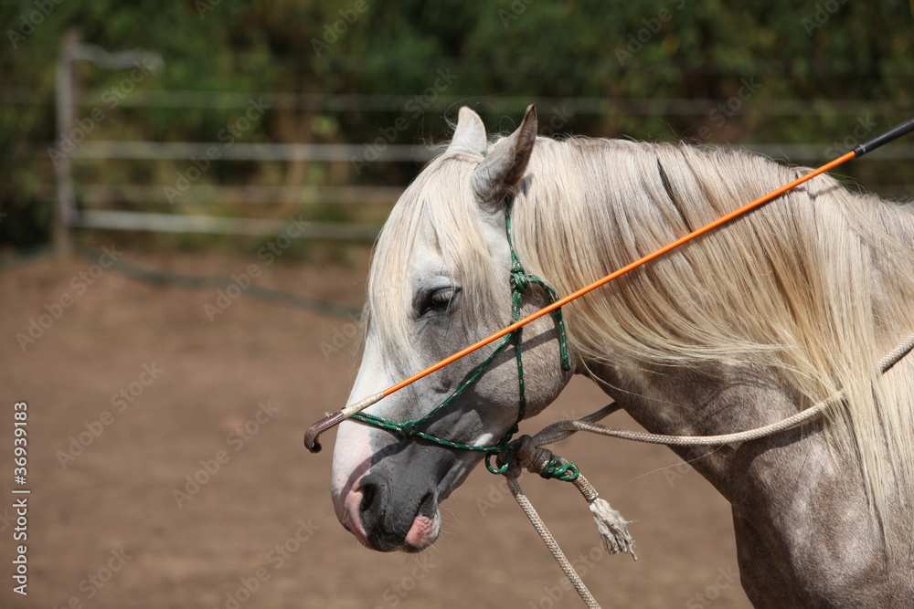 Parelli StockFoto Adobe Stock