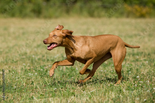 Magyar Vizsla