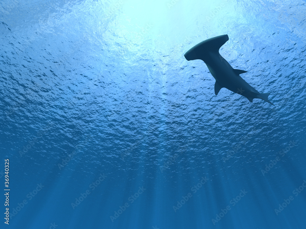Hammerhead shark under water - obrazy, fototapety, plakaty 