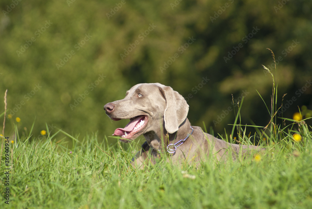 Weimaraner Weimaraner