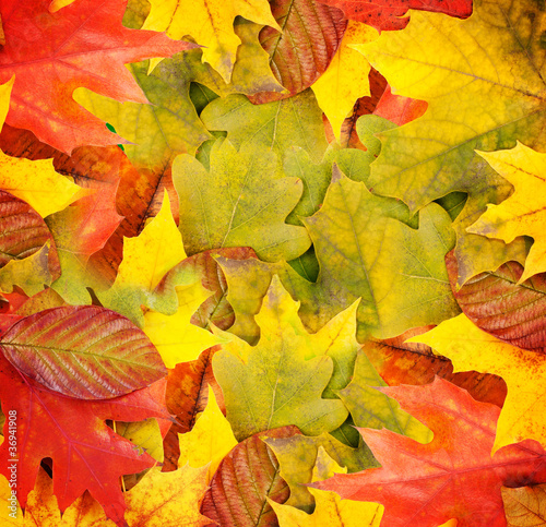 Autumn leaves  can be used as a background