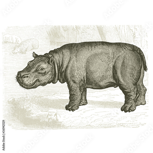 Hippopotame