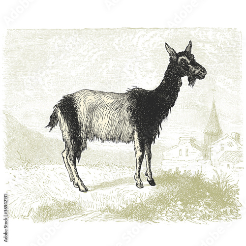 La chèvre