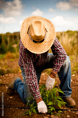 Agricultor plantando patatas