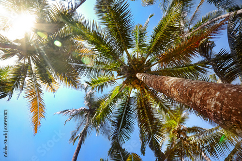 Palms with coconuts