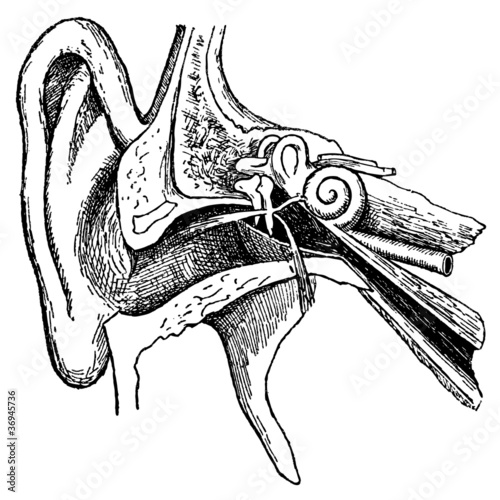Oreille