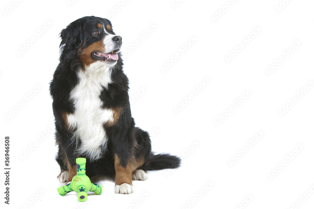 bouvier bernois assis devant son jouet