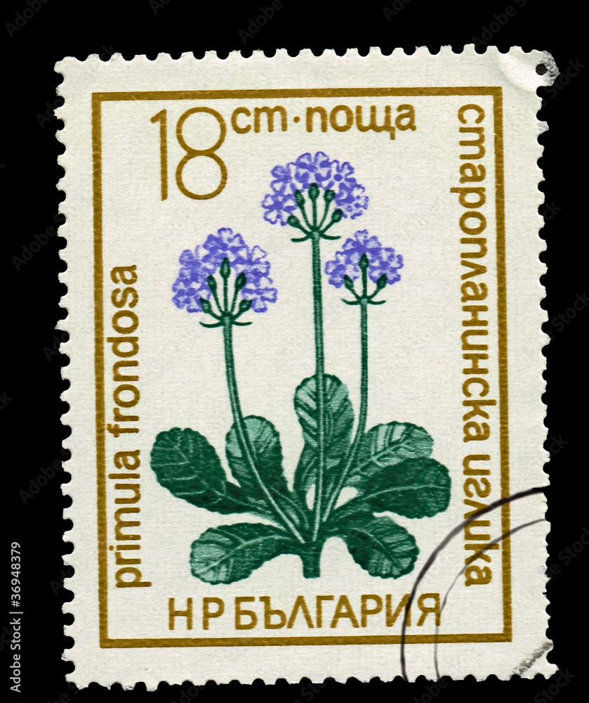 Bulgaria showing primula Bulgaria showing primula