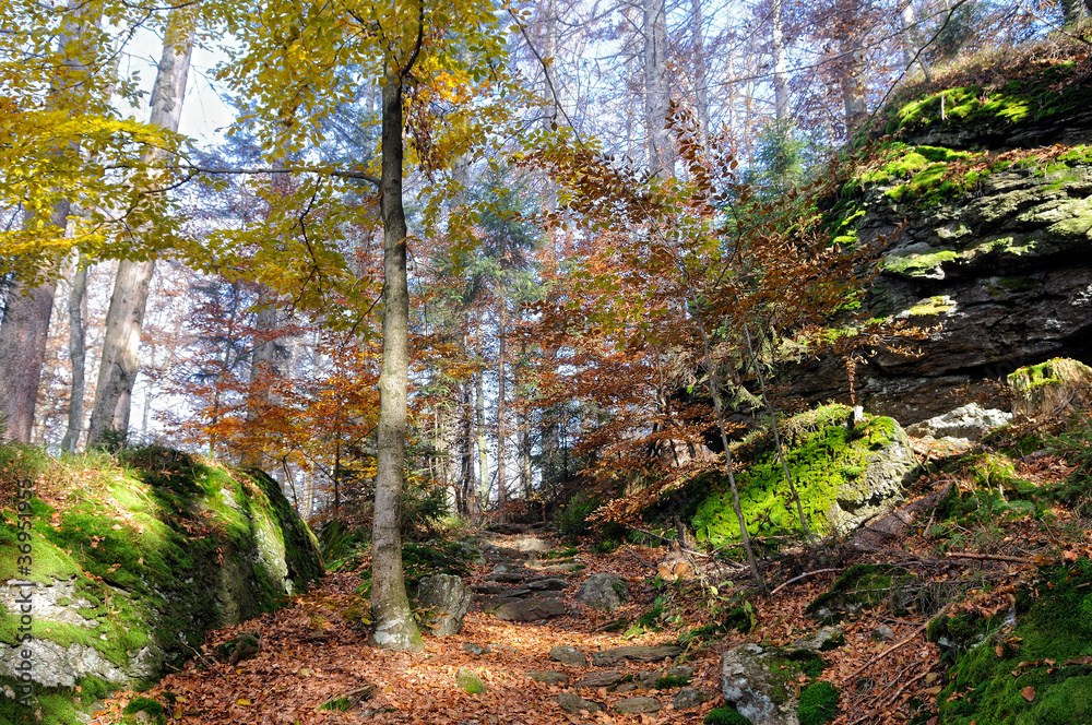 Fototapeta premium Bayerischer Wald im Herbst