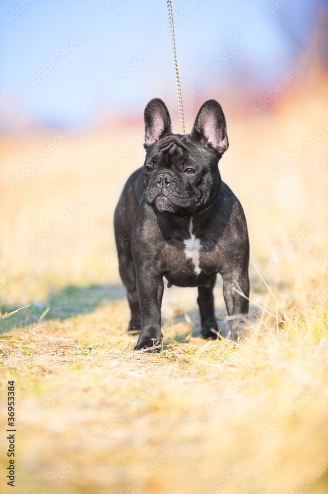 French Bulldog French Bulldog