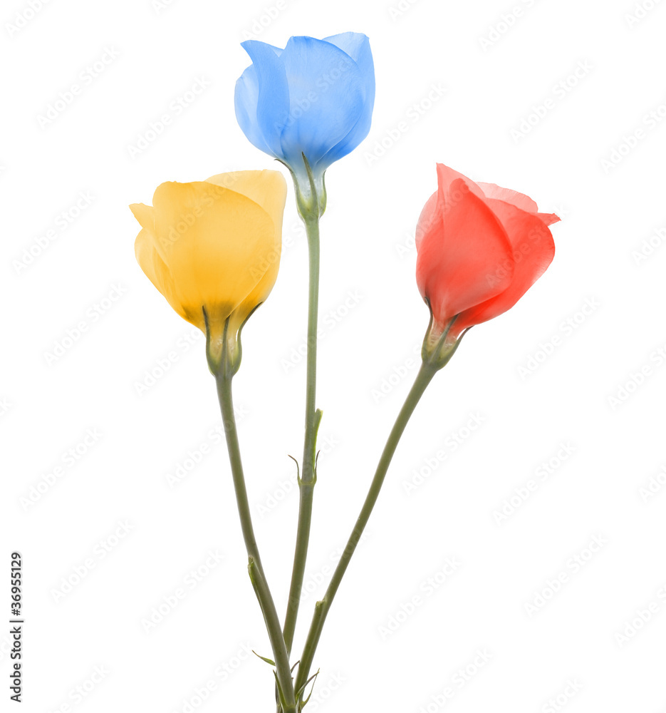 Three distinct color flowers bouquet(Lisianthus flowers) Three distinct color flowers bouquet(Lisianthus flowers)