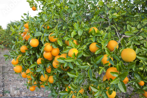 Valencia orange trees