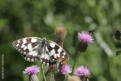 Demi-deuil ou Arge galathée (Melanargia galathea) photo