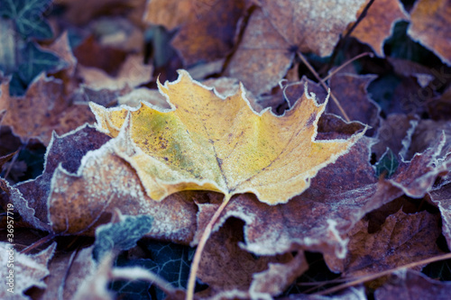 Frosty leaves