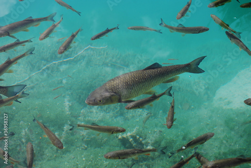 Trouts swimming in limpid turquoise lake water