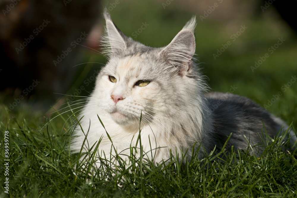 Katze im Gras liegend