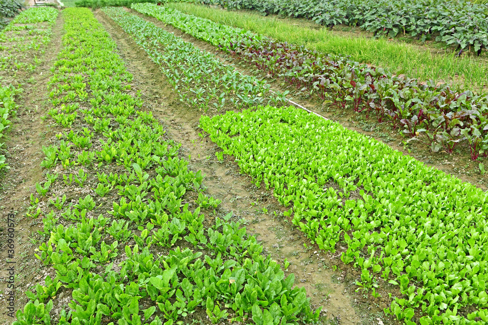 farm field farm field