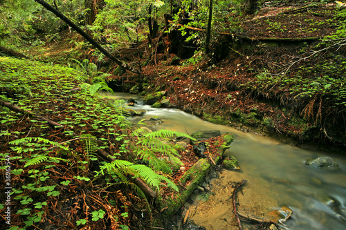 Lush rain forest stream with ferns and clovers photo
