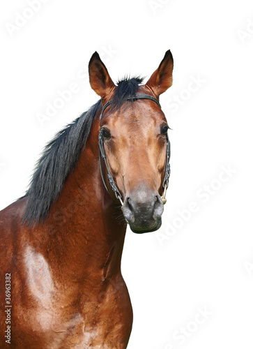 cute young bay horse isolated on white