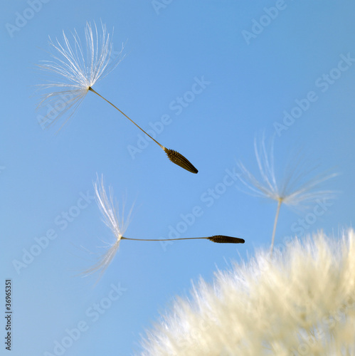 Fototapeta Naklejka Na Ścianę i Meble -  flying dandelion seeds in blue back