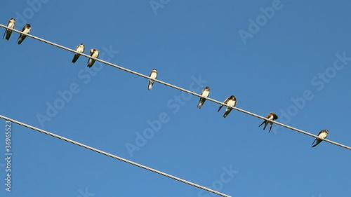 Birds on a electrical wire over blue sky photo