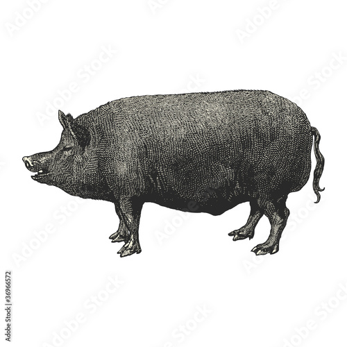 Porc anglais