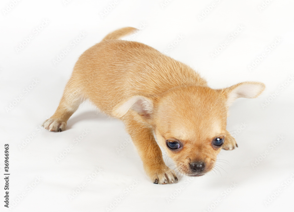 cute small chihuahua puppy sitting on white looking at camera is cute small chihuahua puppy sitting on white looking at camera is