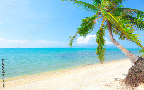 tropical beach with coconut palm. Koh Samui, Thailand