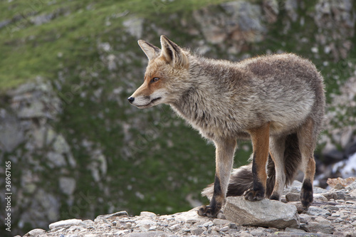 fox in a wildlife park in the Alps © ataglier