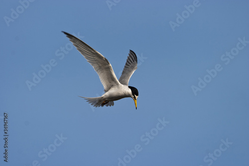 Tern tw0087