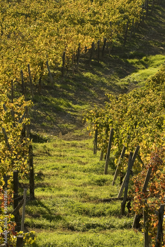 Naklejka premium Vineyard landscape in autumn