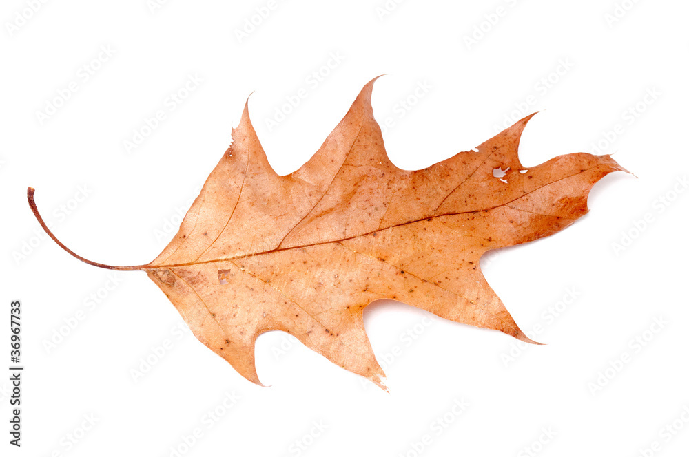 dry brown leaf