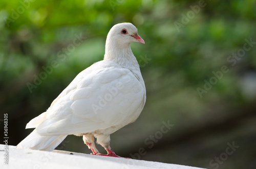 white pigeon