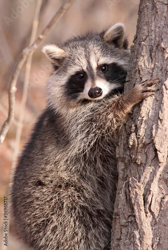 Photography dans un arbre