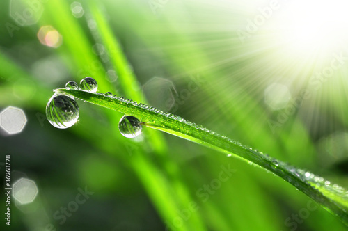 Fresh grass with dew drops close up © vencav