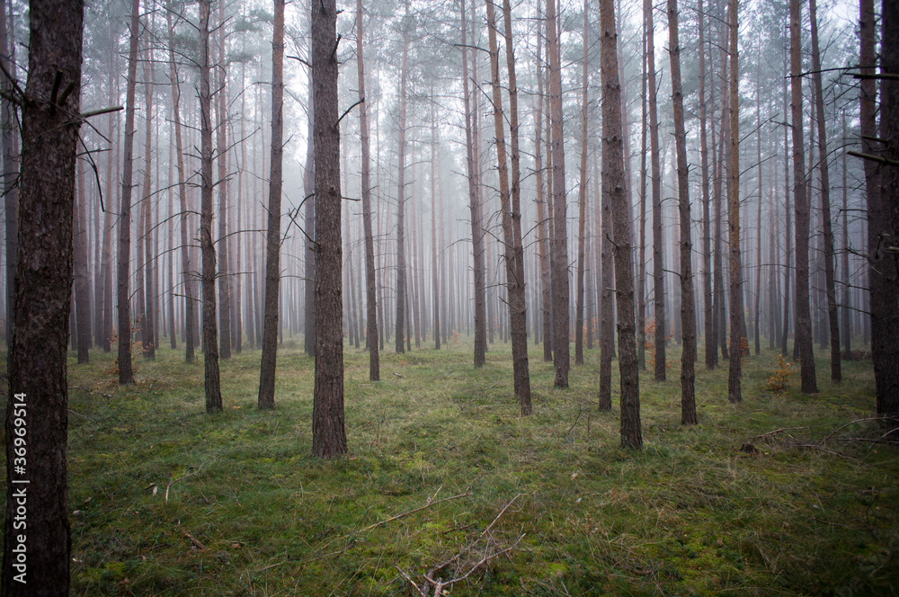 Foggy forest