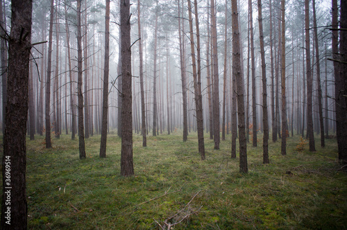 Foggy forest © lkordela
