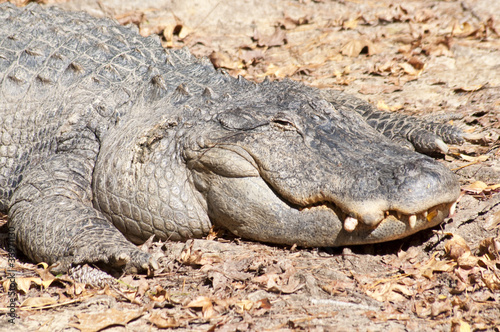Close Up of Alligator